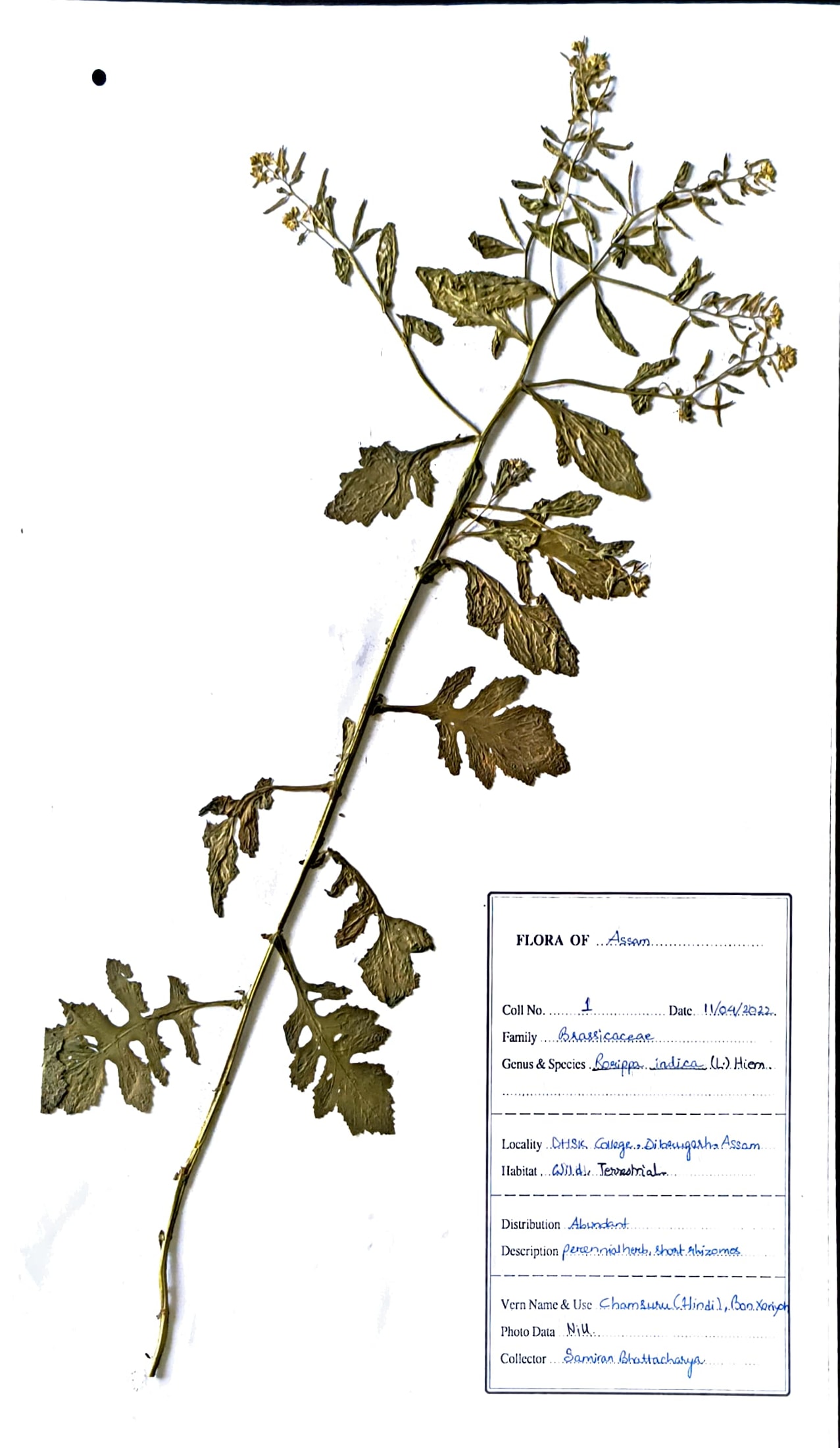 Bon sarioh (Ass.) (Herbarium)